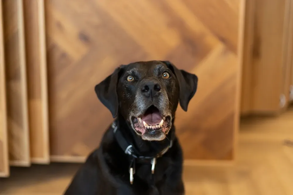 Bild von Lucky
